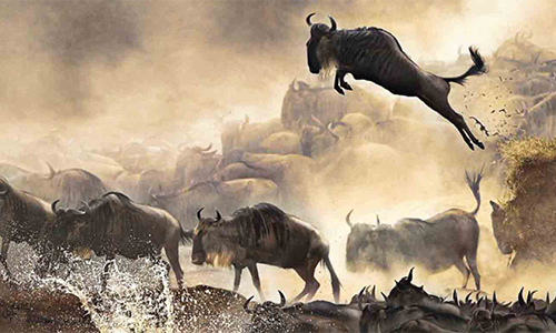 4-days-great-masai-mara-migration-safari