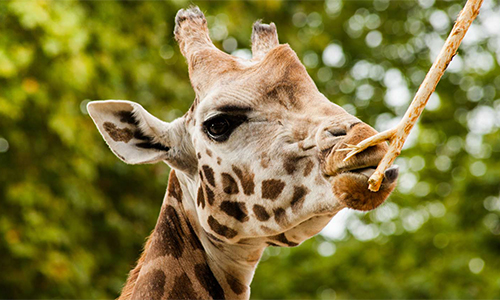 giraffe-center-day-tour